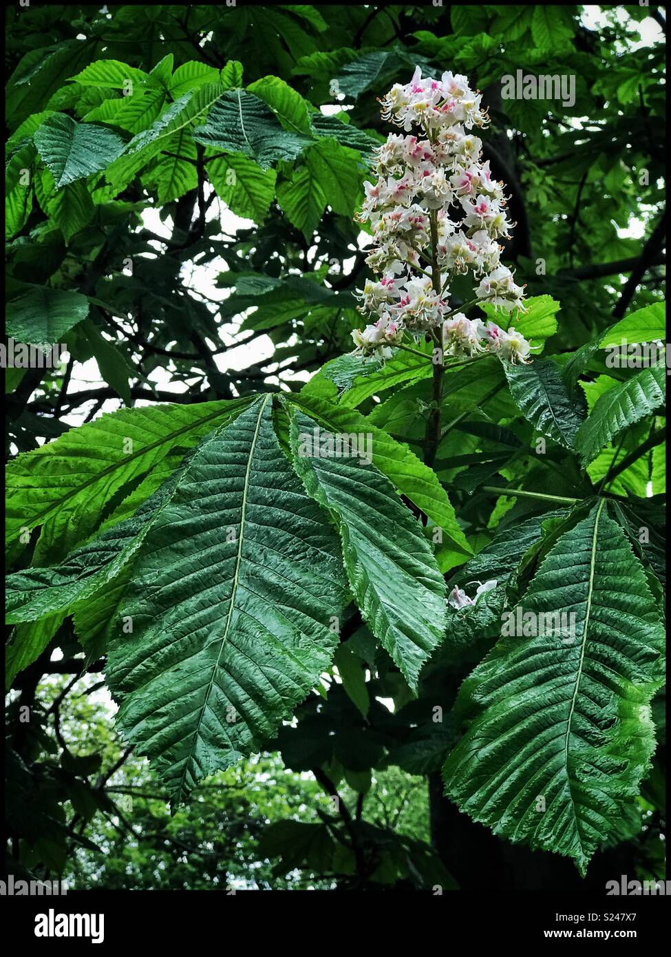 Flowering Chestnut tree Stock Photo Alamy