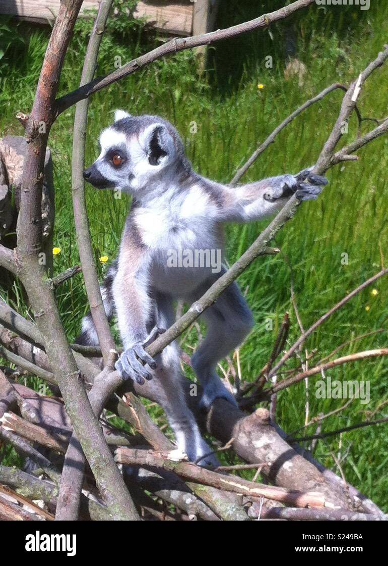 Baby ringtailed lemur Stock Photo