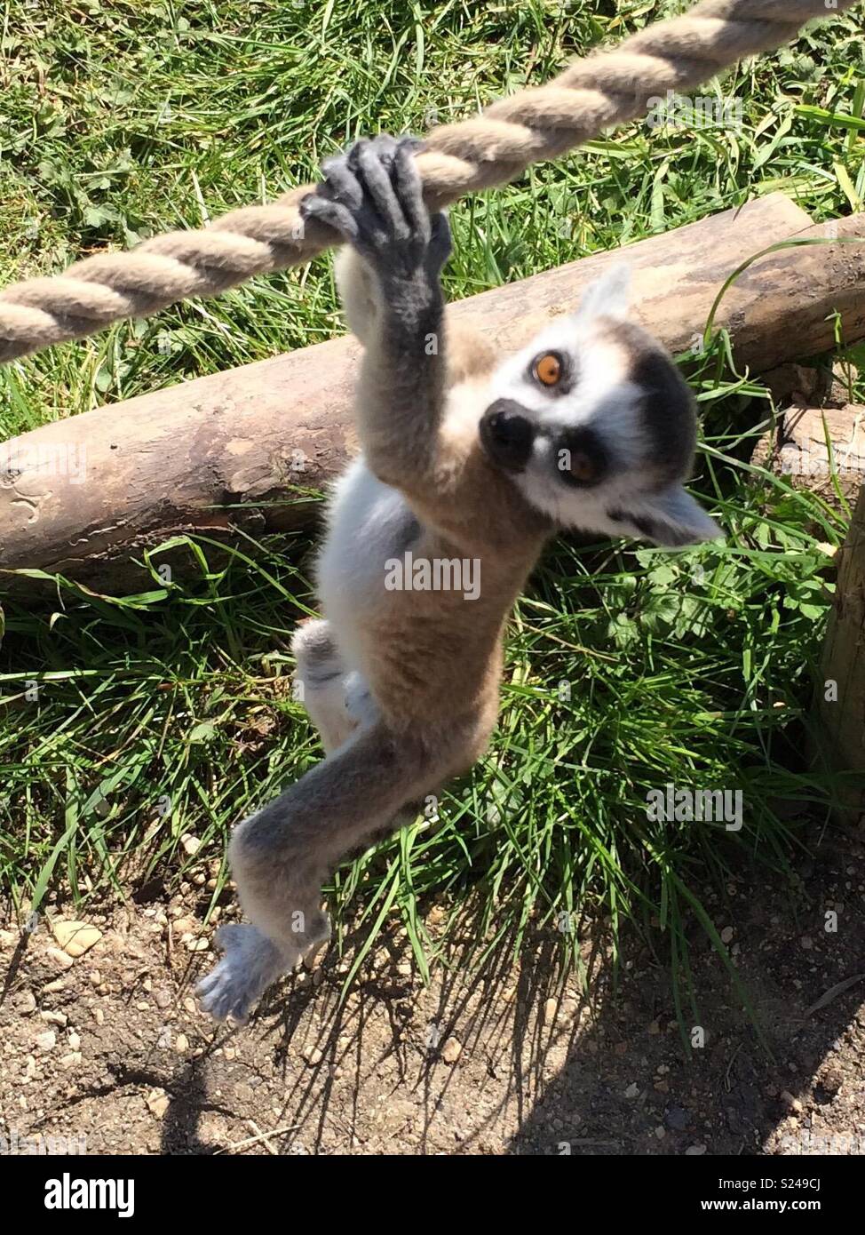 Baby ring-tailed lemur Stock Photo