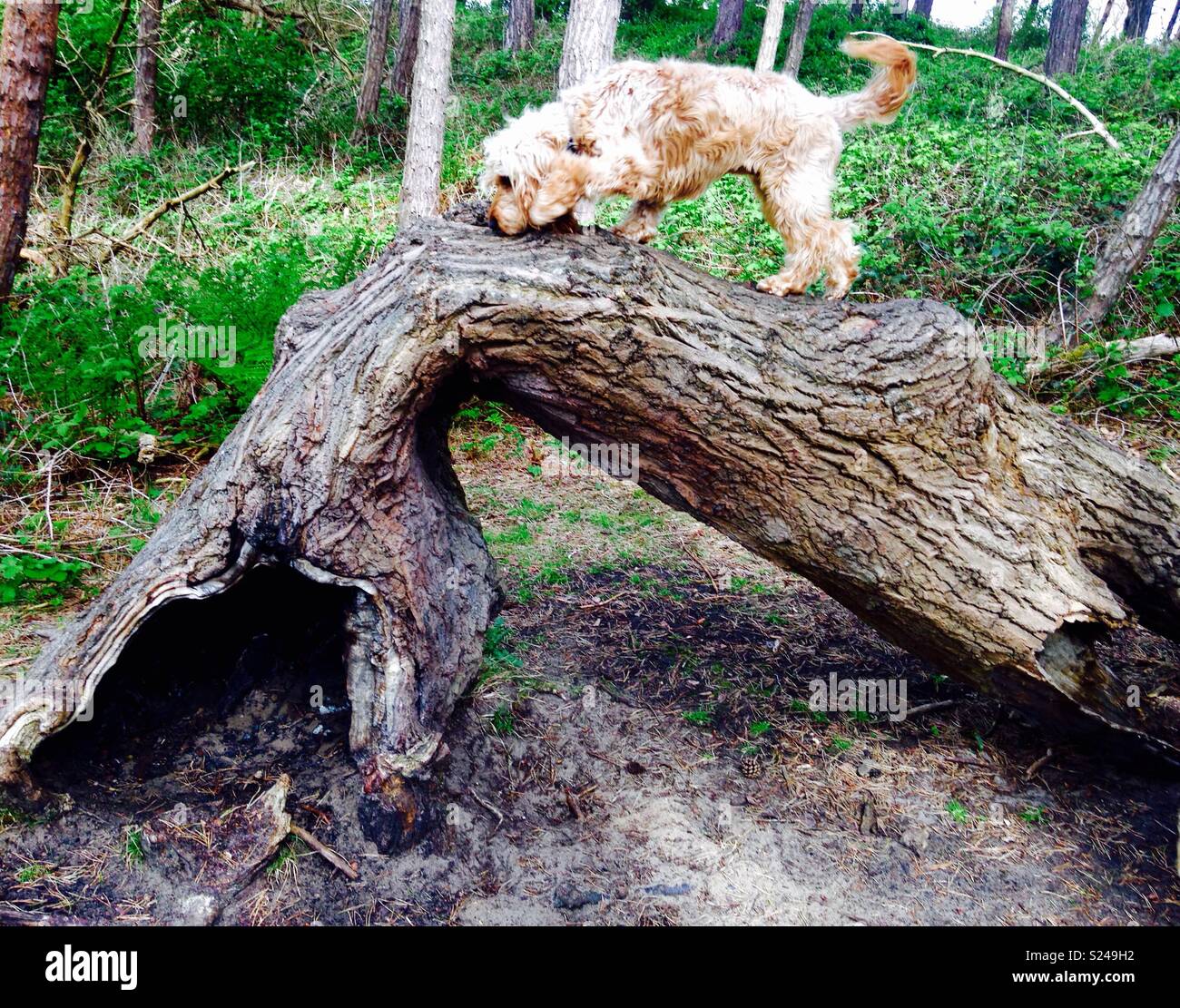 Dog on tree Stock Photo - Alamy