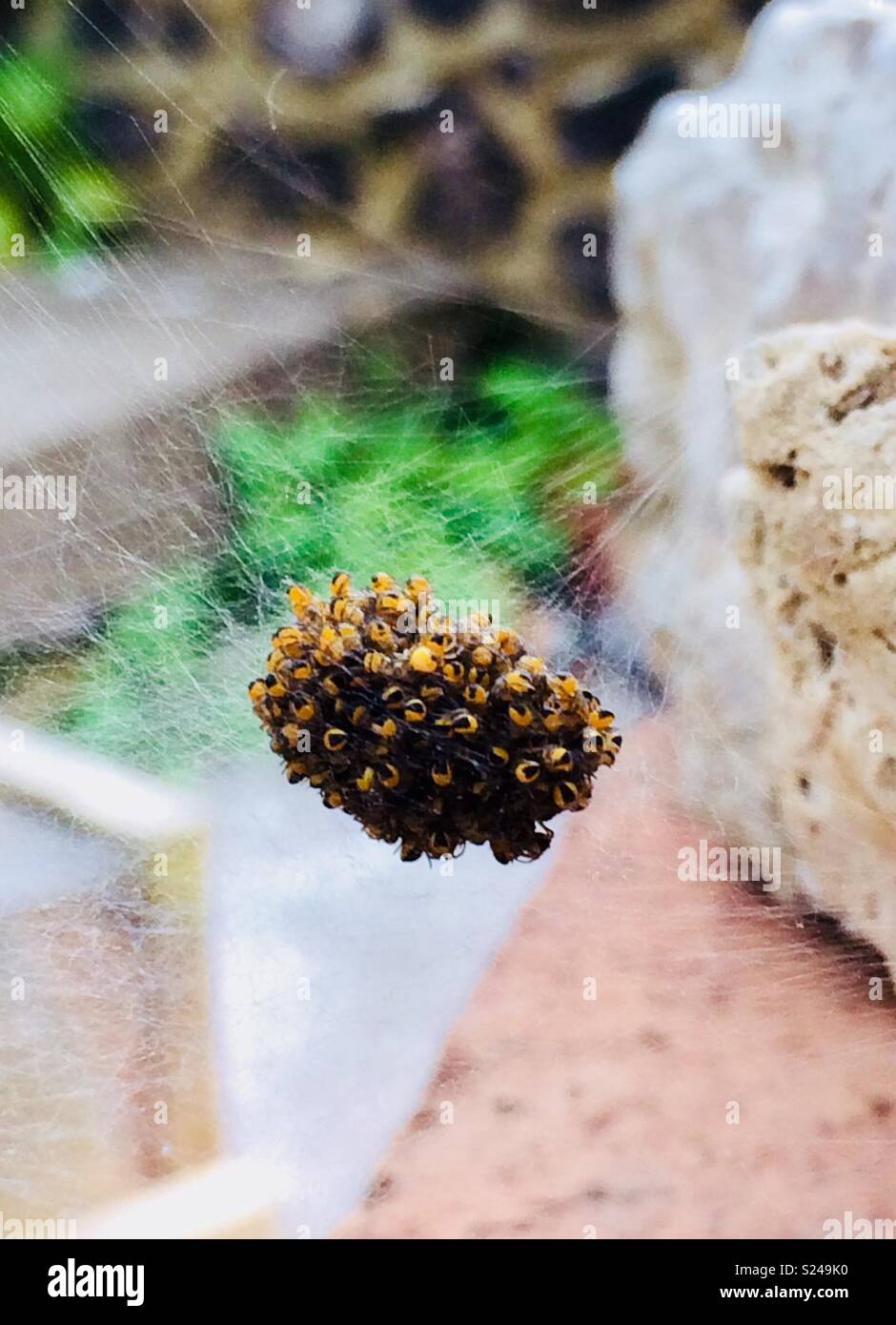 Spider nest - Smartphone Captured Stock Image