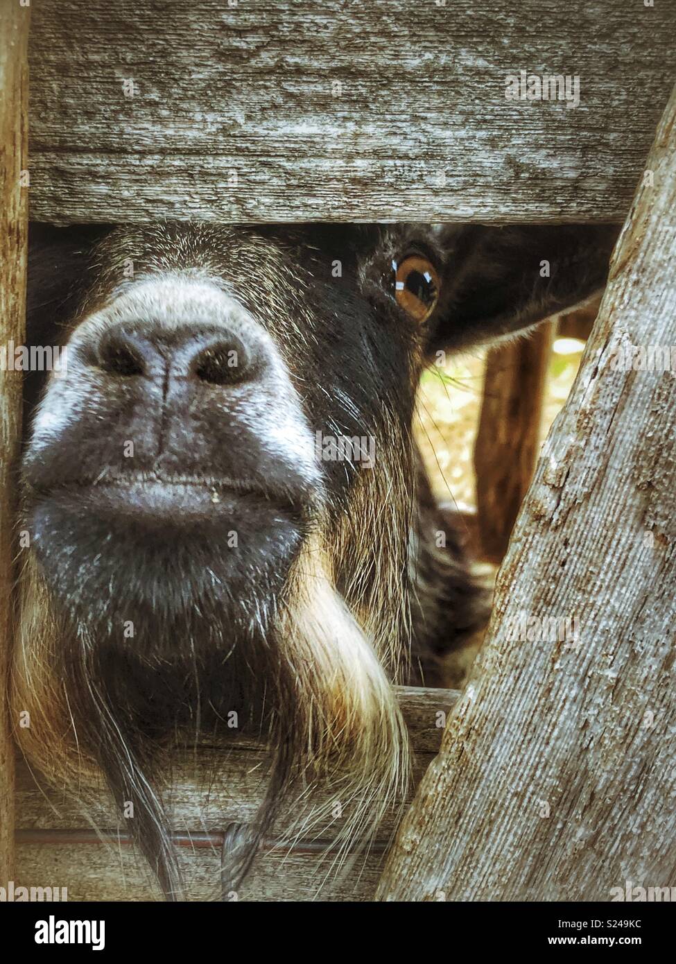 Bearded Goat Hi Res Stock Photography And Images Alamy