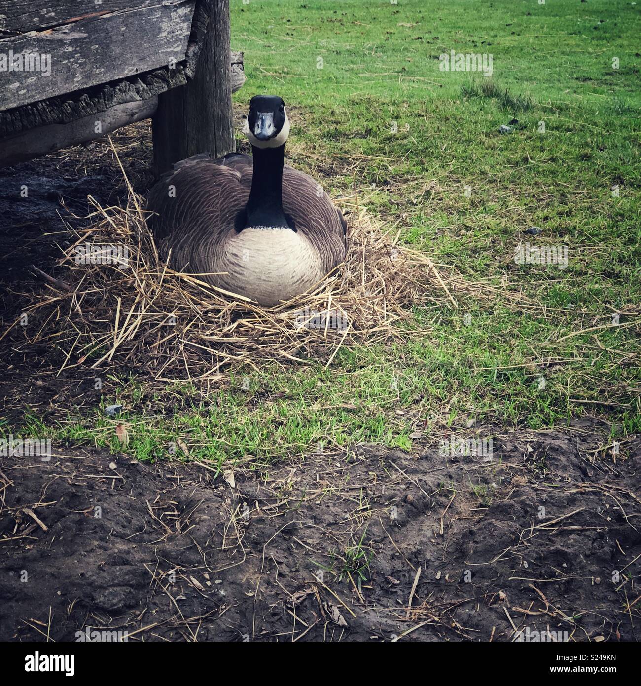 Adult female Canada Goose brooding nest beside wooden structure - Smartphone Captured Stock Image