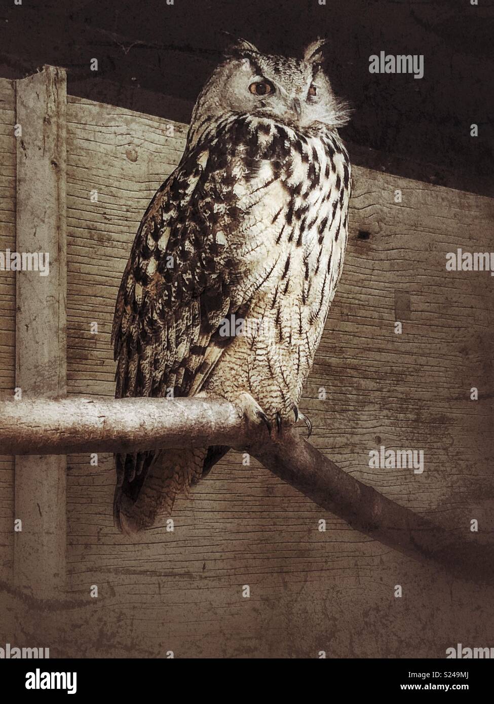 Eurasian eagle owl in captivity portrait - Smartphone Captured Stock Image
