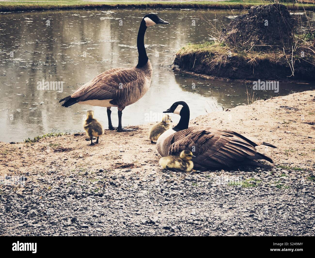 Family of Canada geese by water with three baby goslings Stock Photo
