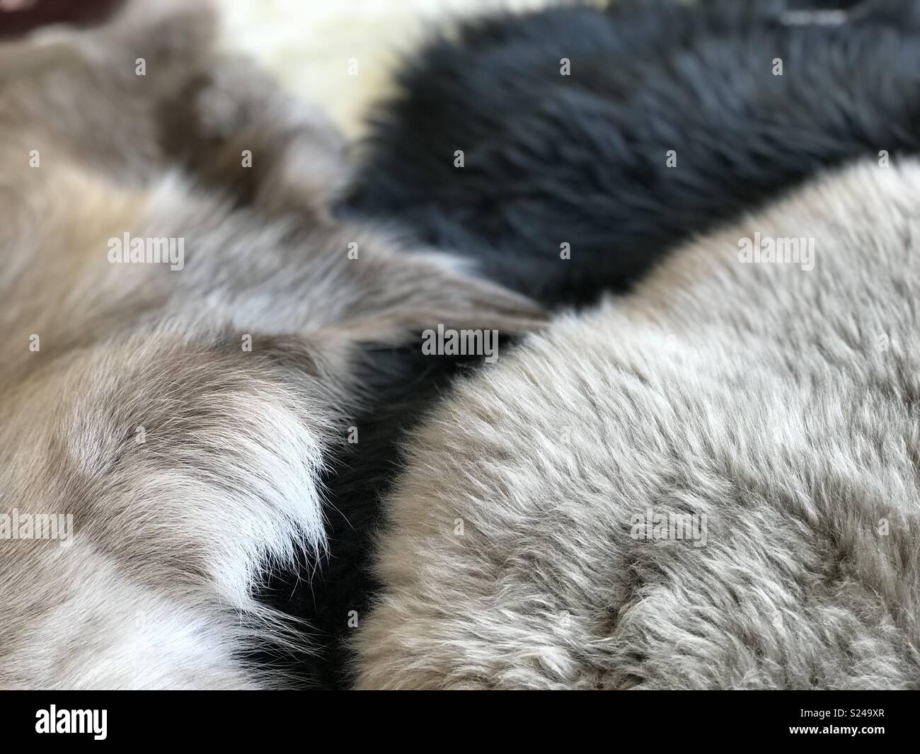 Animal hides hi-res stock photography and images - Alamy Animal hides hi-res stock photography and images - Alamy