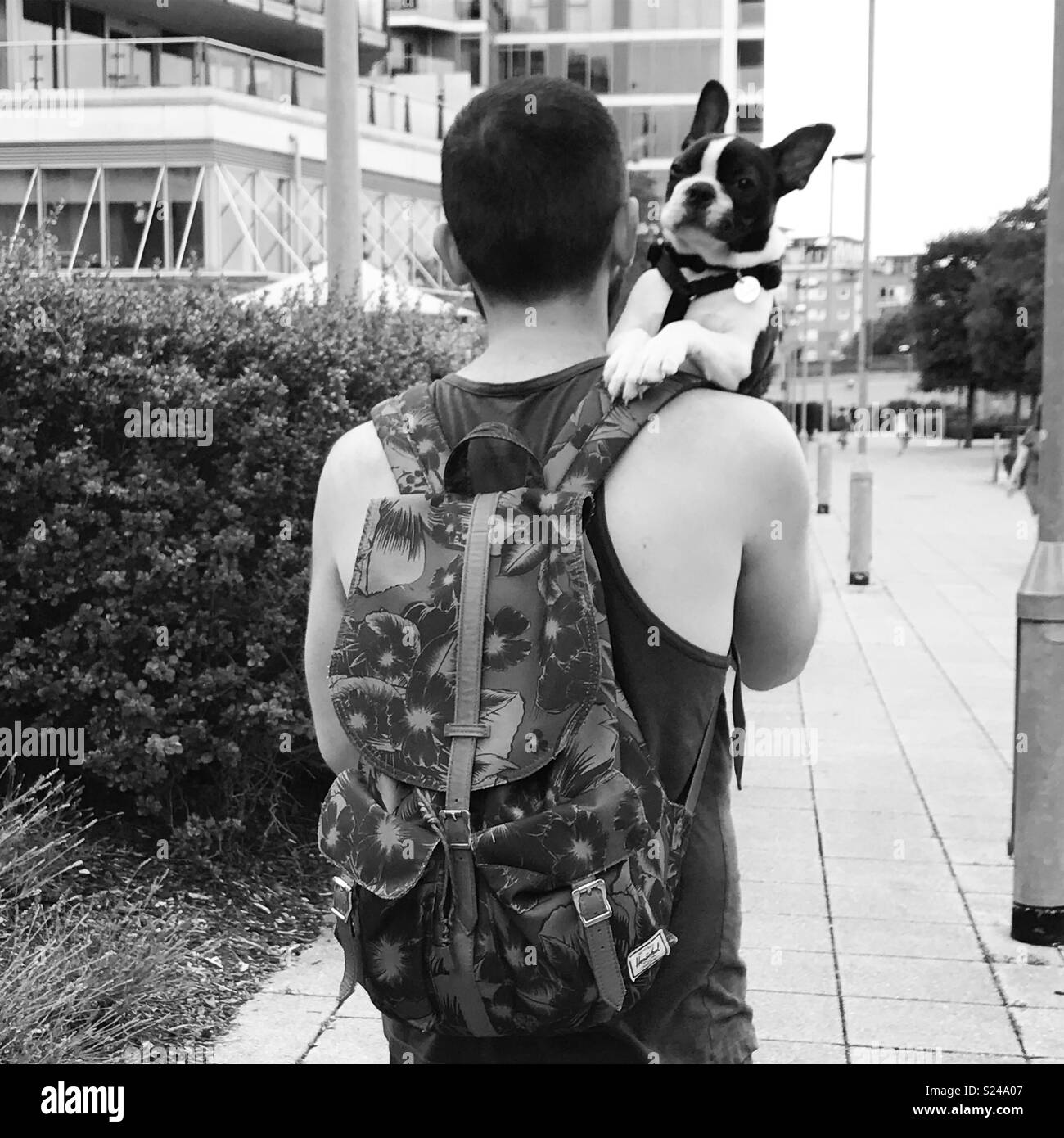 Man carrying Boston terrier dog Stock Photo