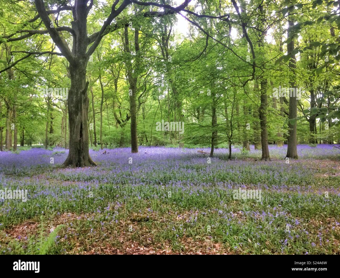 Bluebell woodlands, Medstead, Alton, Hampshire, England, United Kingdom. Stock Photo