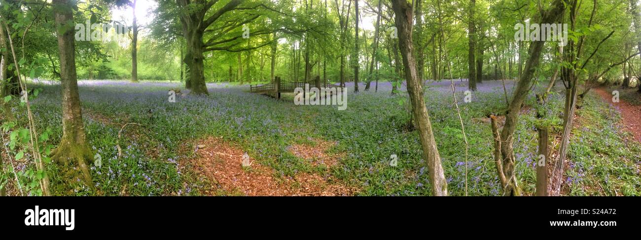 Bluebell woodlands, Medstead, Alton, Hampshire, England, United Kingdom. Stock Photo