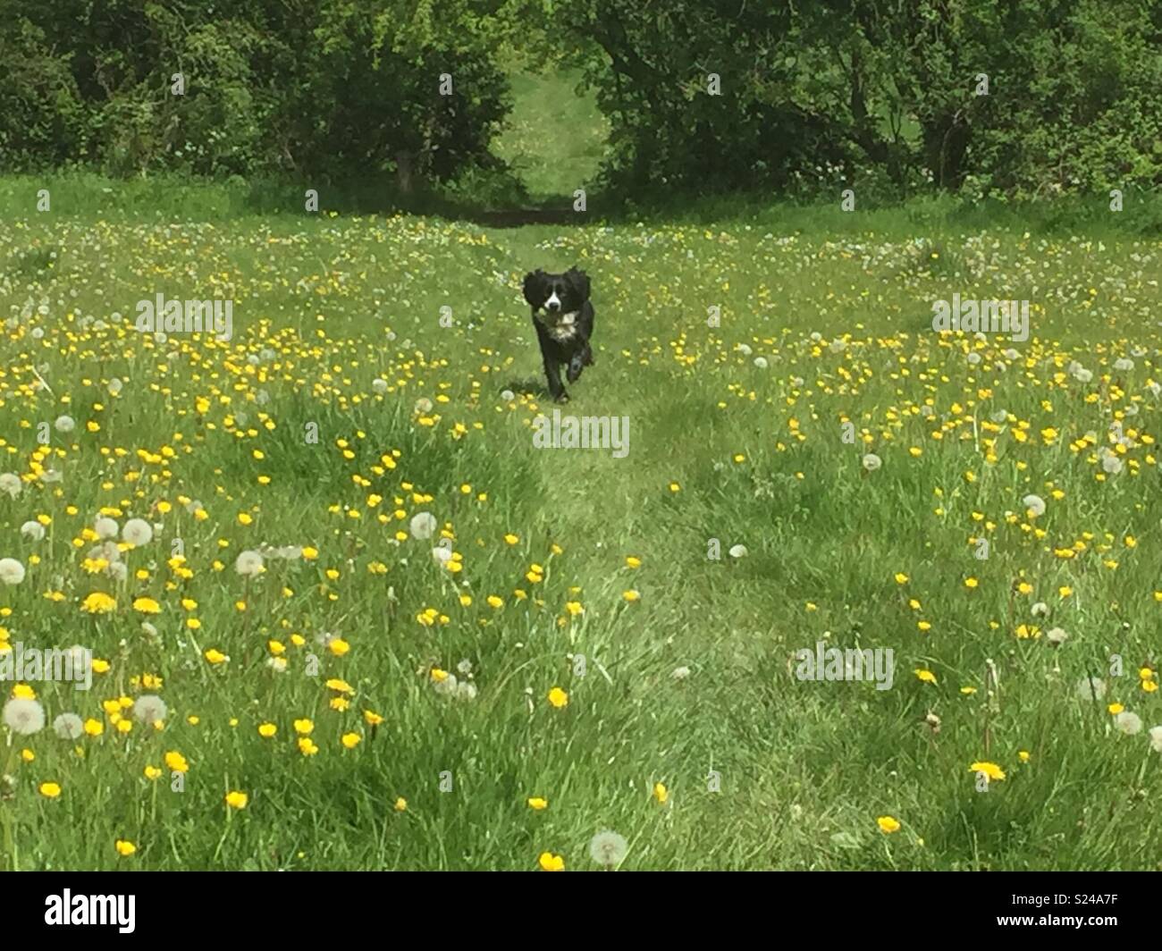 Dog running through a field Stock Photo