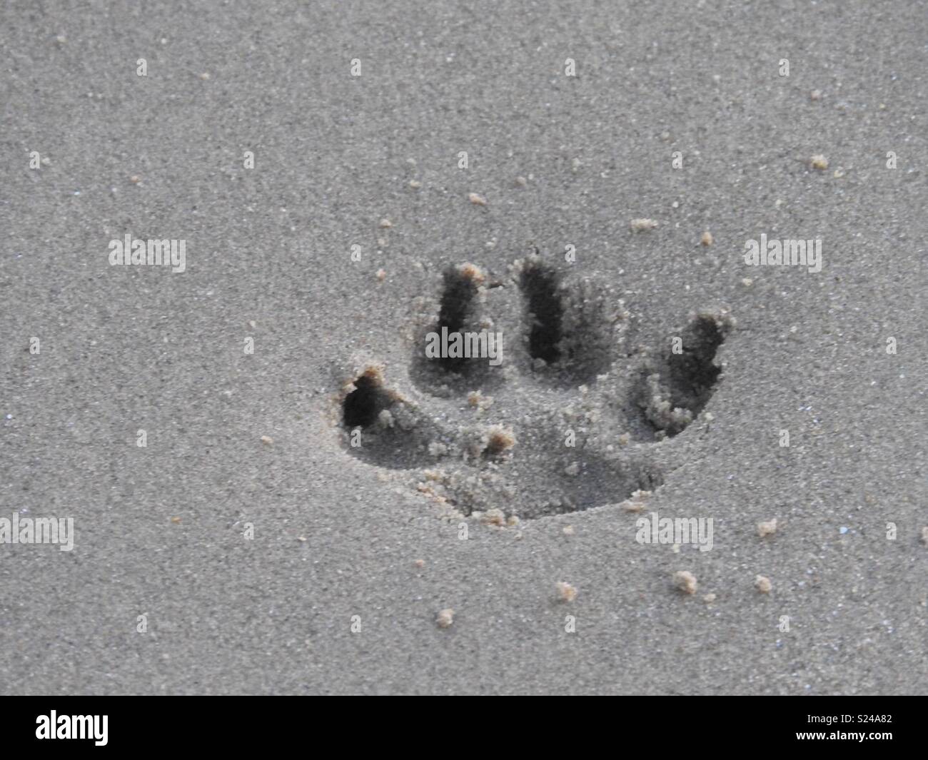 Dog paw print in the sand Stock Photo Alamy