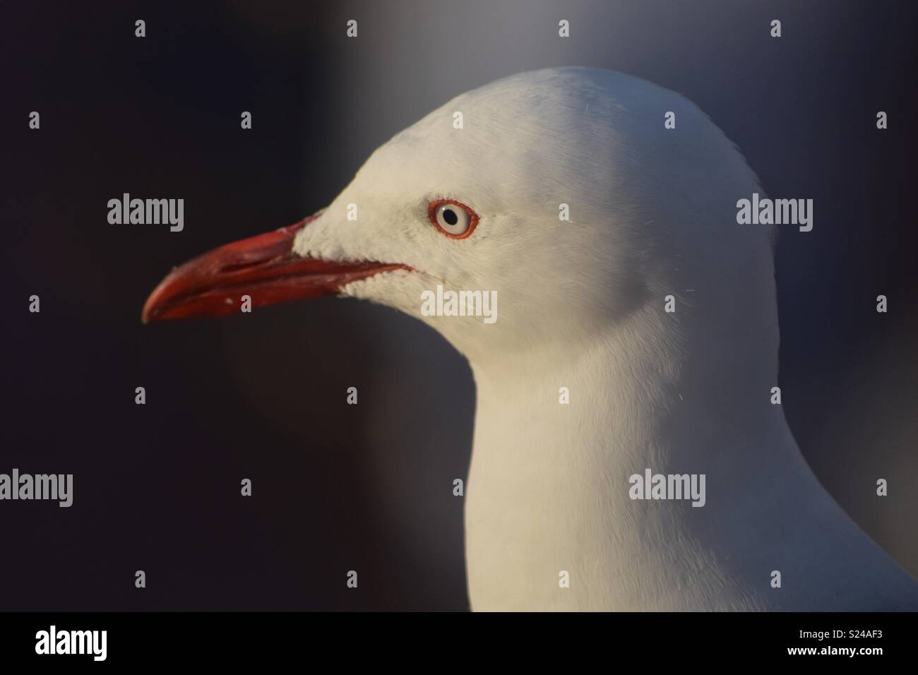 An closeup photo of a Gull with piercing eyes and red beak against a background of muted grays and blacks. Stock Photo
