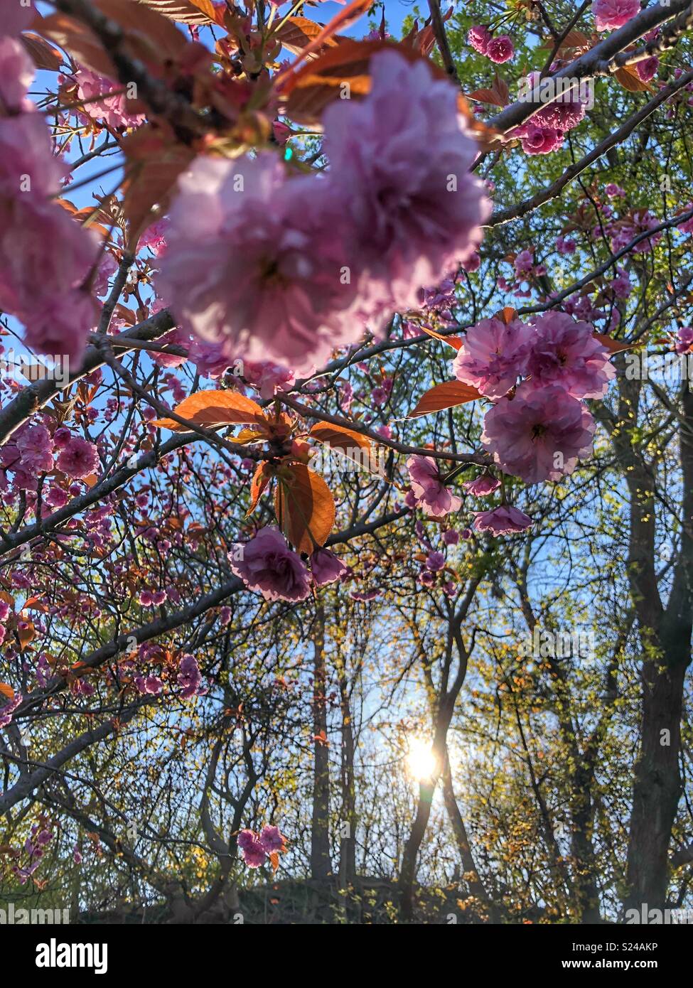 Blossoming almond trees in the sunlight. - Smartphone Captured Stock Image