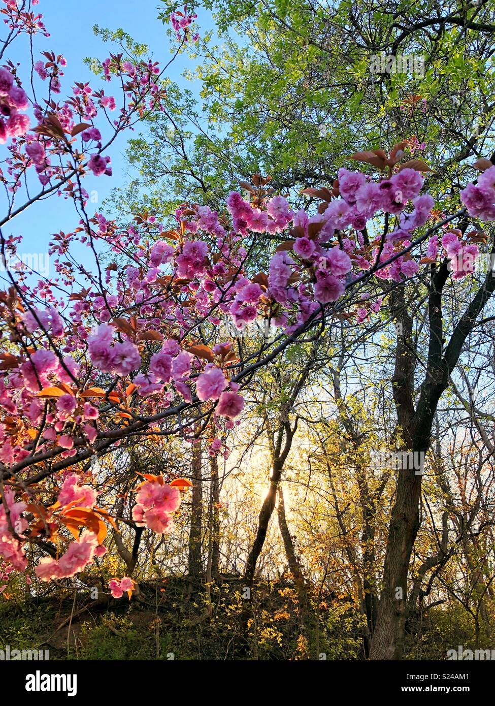 Vivid spring colours. - Smartphone Captured Stock Image