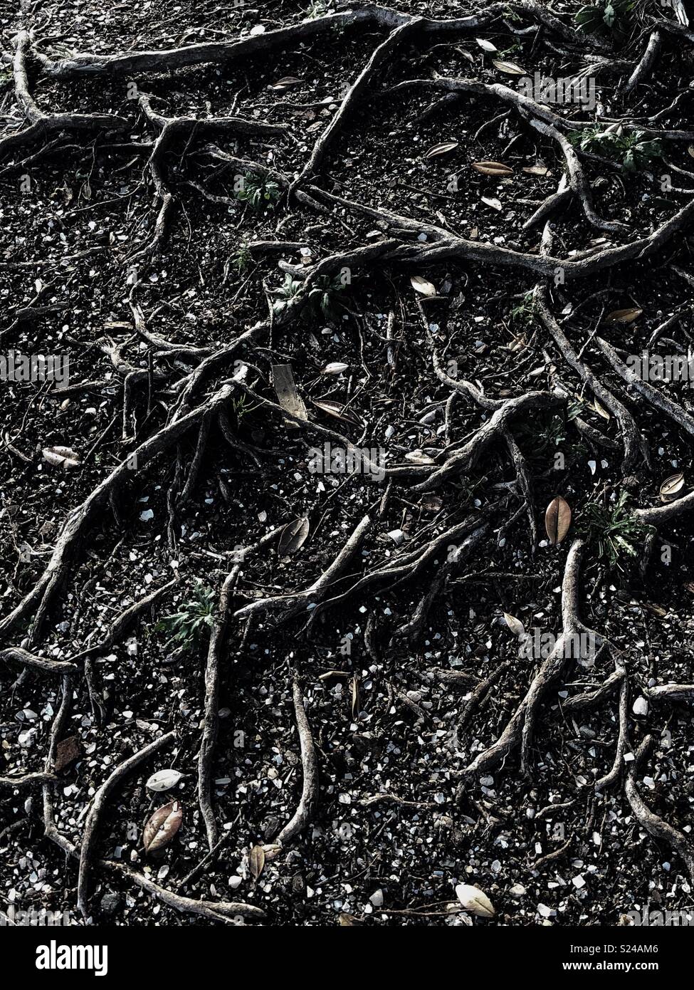 Snaking hi-res stock photography and images - Alamy