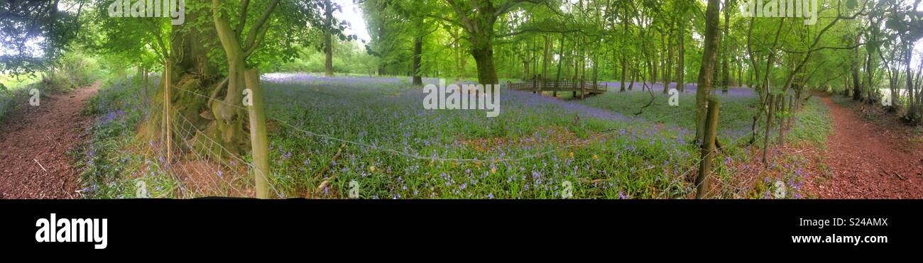 Bluebell woodlands, Medstead, Alton, Hampshire, England, United Kingdom. - Smartphone Captured Stock Image