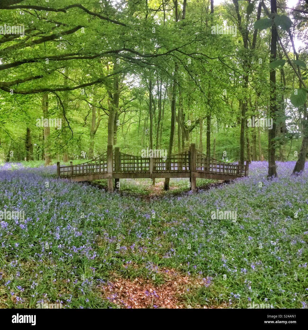 Bluebell woodlands, Medstead, Alton, Hampshire, England, United Kingdom. - Smartphone Captured Stock Image
