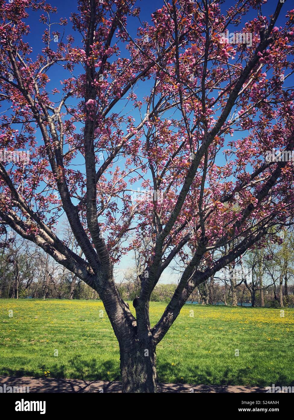 V shaped tree hi-res stock photography and images - Alamy
