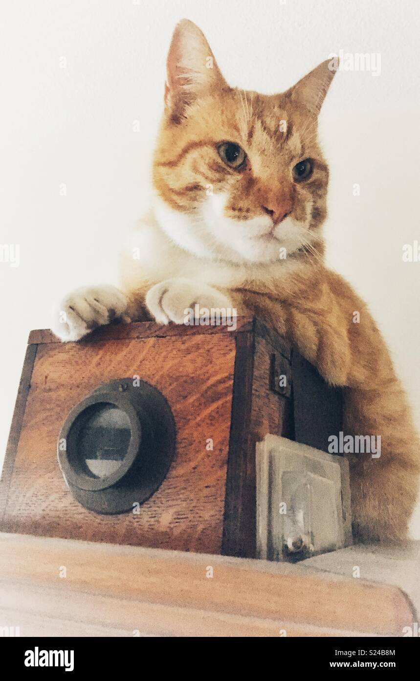 Cat sitting on a vintage camera - Smartphone Captured Stock Image