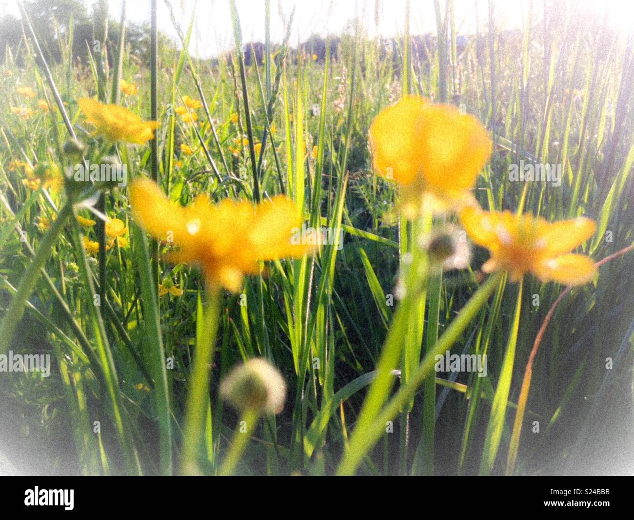 Yellow marsh marigold in farm field - Smartphone Captured Stock Image