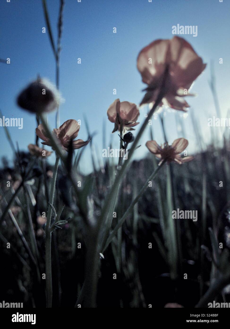 Pale photo of Caltha palustris in field - Smartphone Captured Stock Image