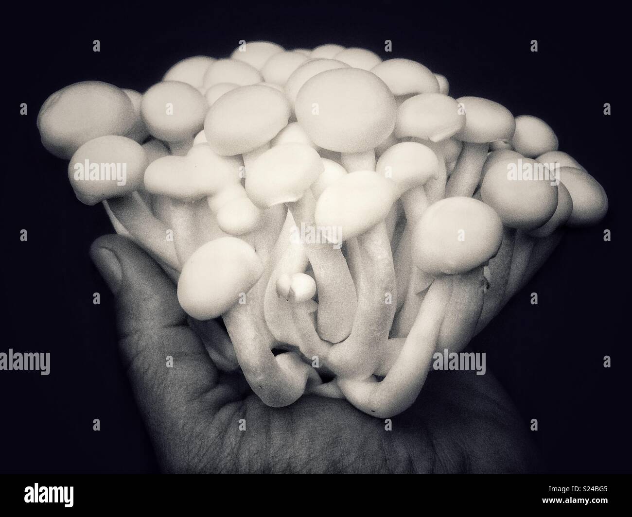 Beech Mushrooms , White Shimeji mushroom on black - Smartphone Captured Stock Image