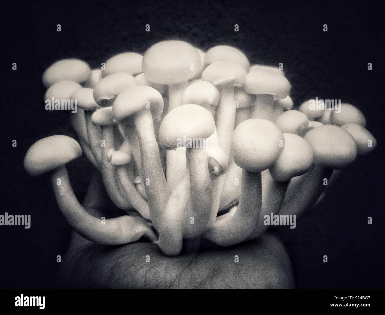 Beech Mushrooms , White Shimeji mushroom on black - Smartphone Captured Stock Image