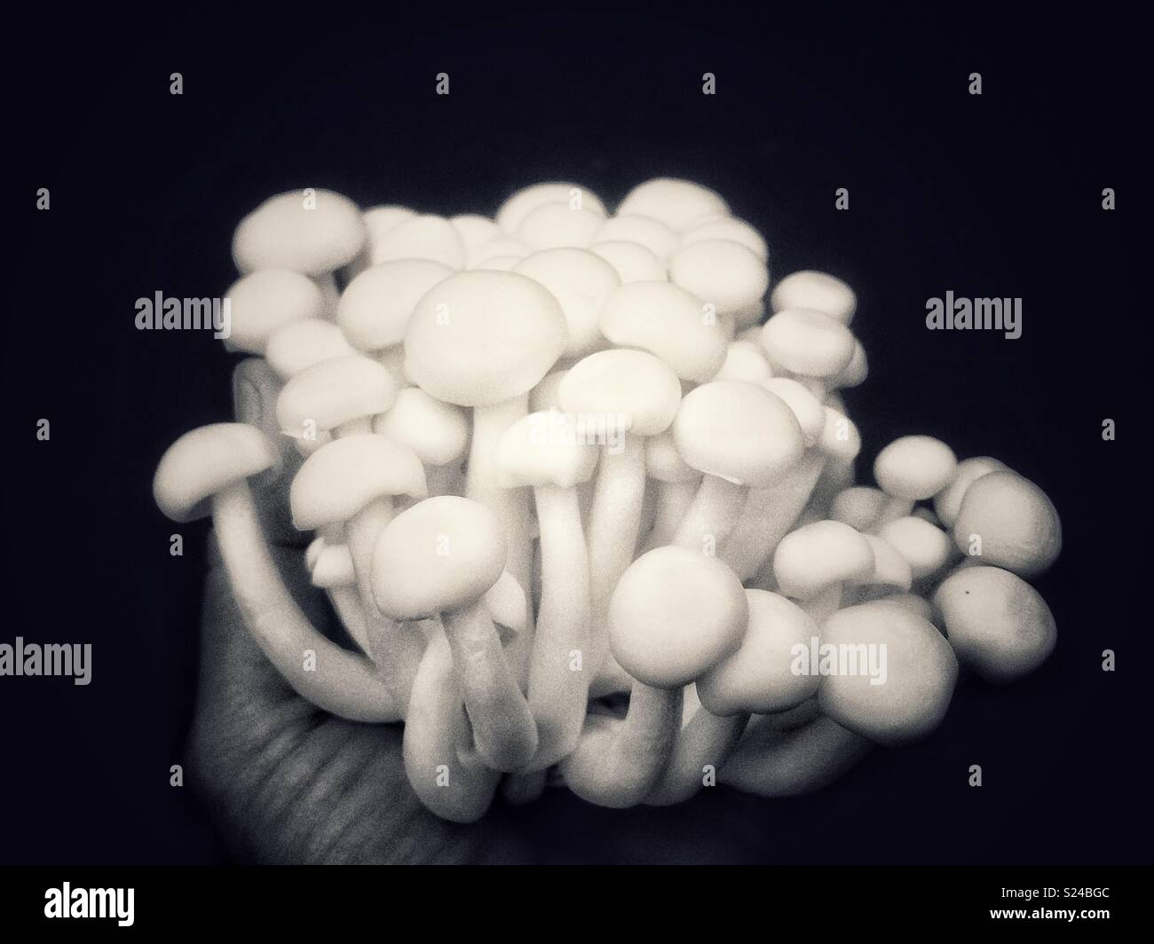 Beech Mushrooms , White Shimeji mushroom on black - Smartphone Captured Stock Image