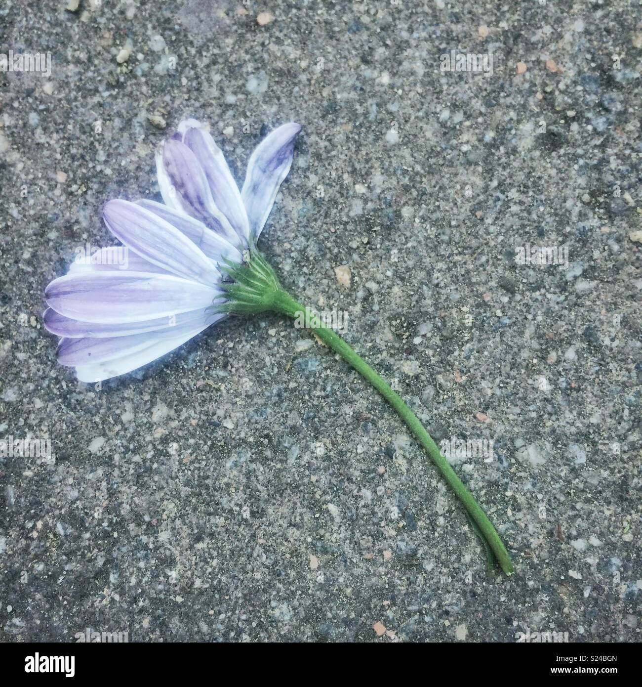 Daist backwards flower - Smartphone Captured Stock Image