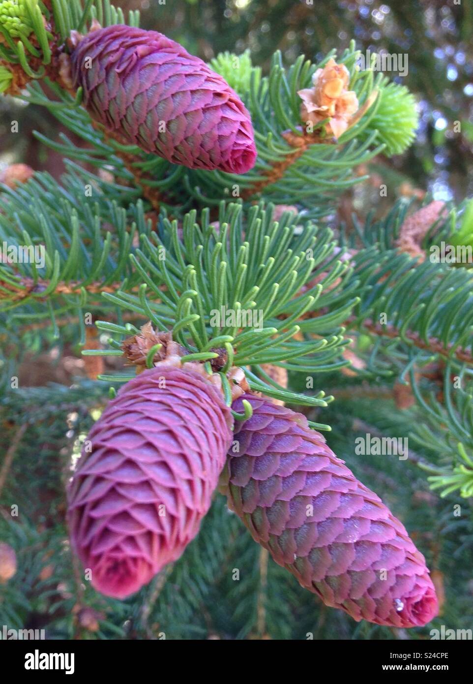 New growth on an Evergreen pine tree. Interesting color of pine cones. Stock Photo