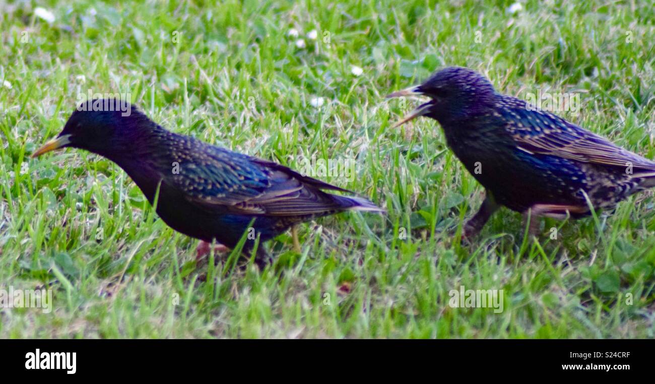 Two Starlings Stock Photo