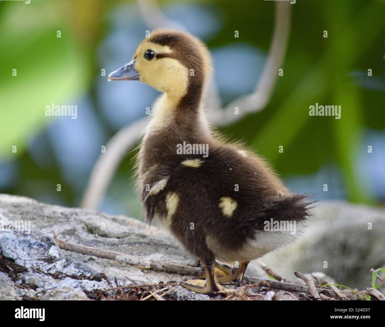 Baby Muscovy duck Stock Photo