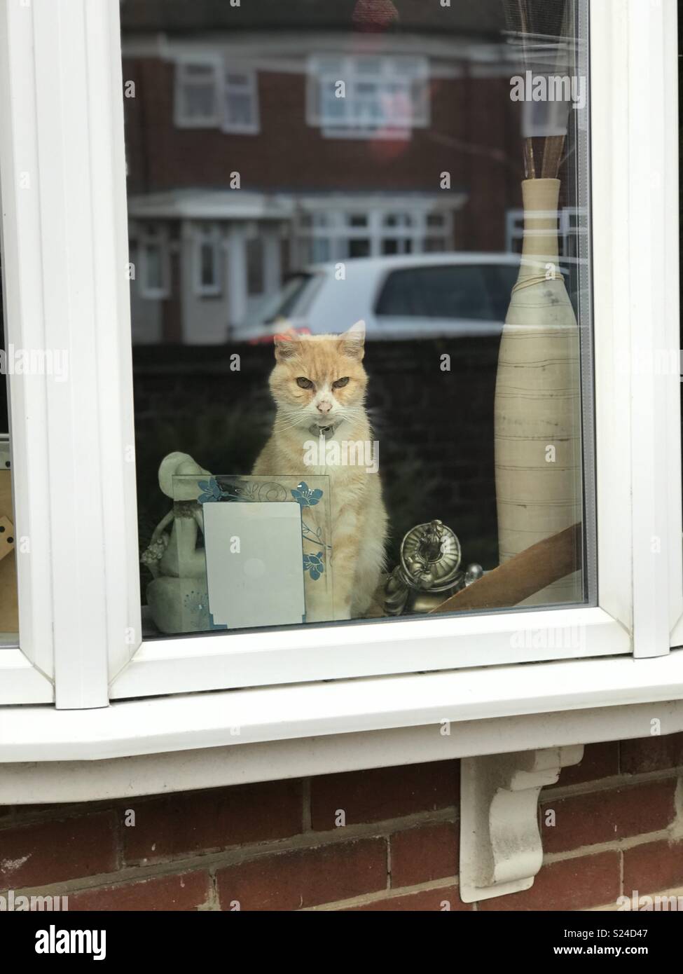 Cat staring out of window Stock Photo Alamy