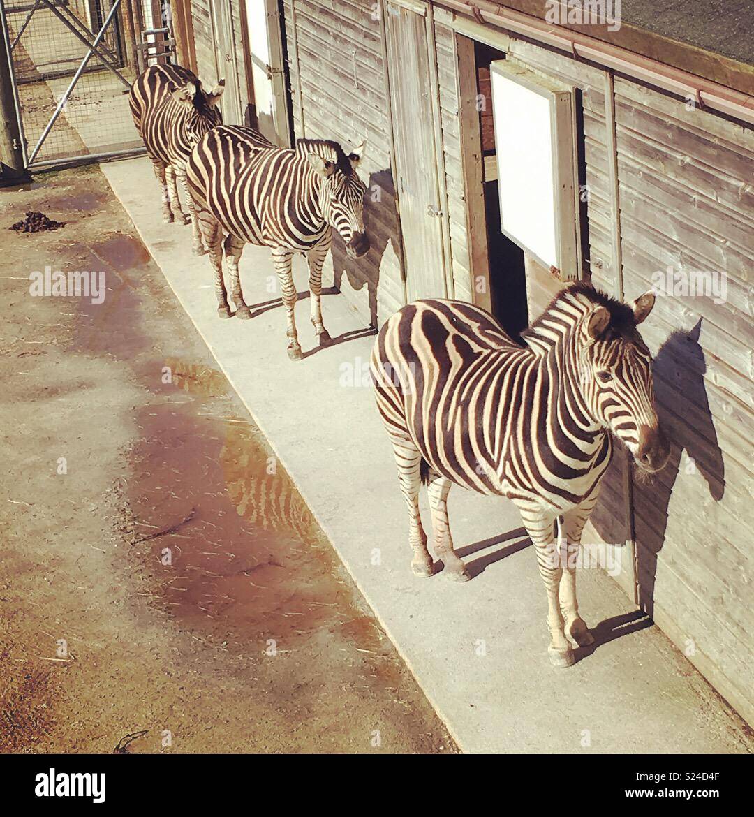 Newquay Zoo Zebras Stock Photo Alamy