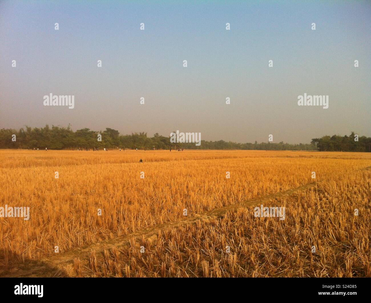 Bangladesh rice field hi-res stock photography and images - Alamy