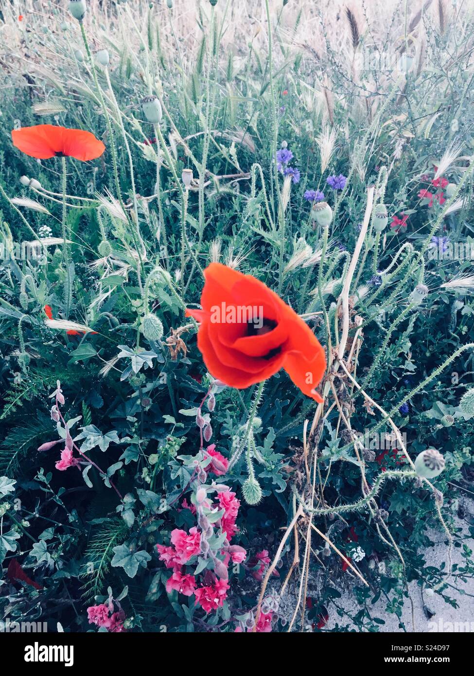 Urban Wildflowers and Bright Red Scarlet Poppies Spring Mix of Flowers Stock Photo