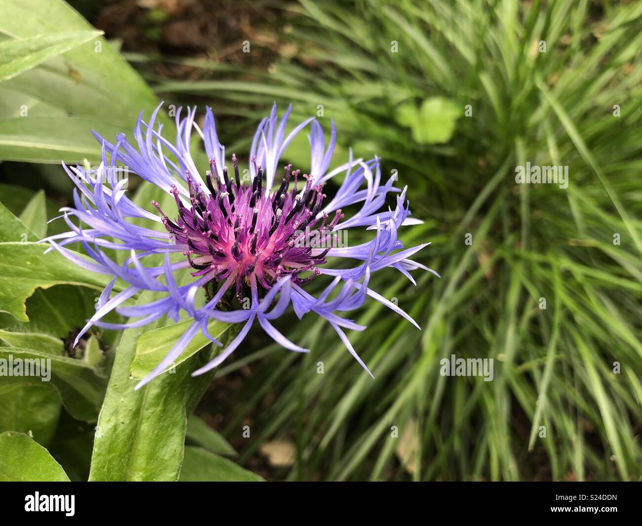 Cornflower close up against green background Stock Photo