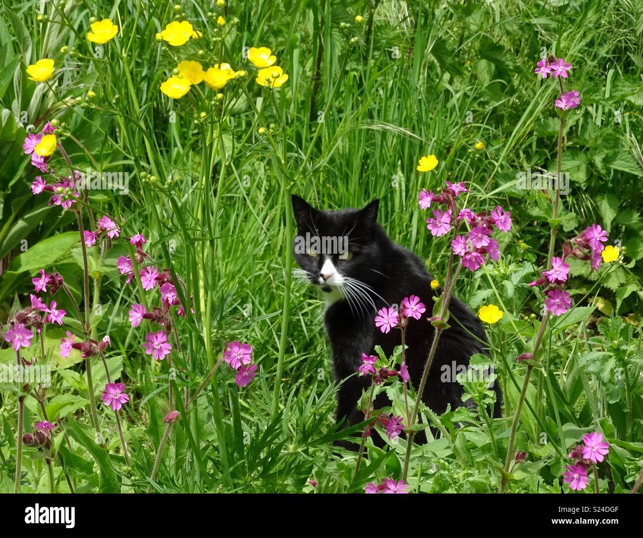Cat amongst wild flowers Stock Photo