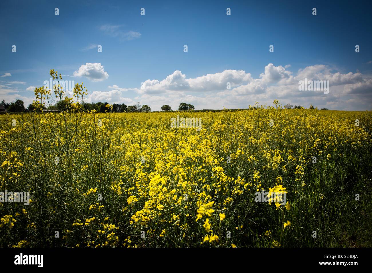 Field of oil seed rape in the sunshine Stock Photo - Alamy