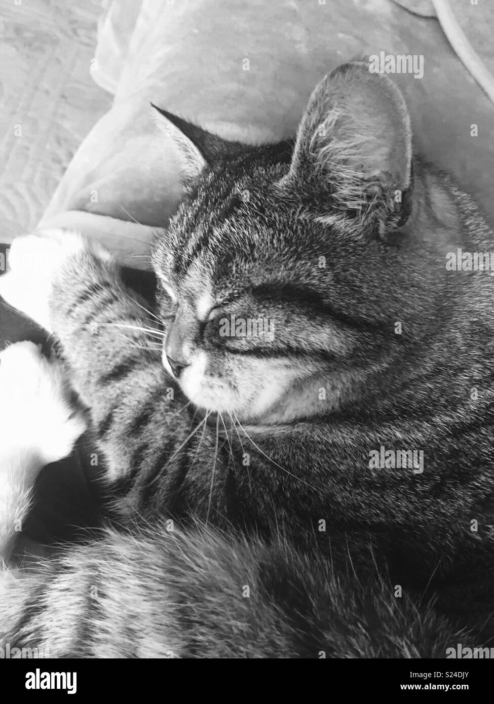Head Shot Tabby Mono Hi res Stock Photography And Images Alamy