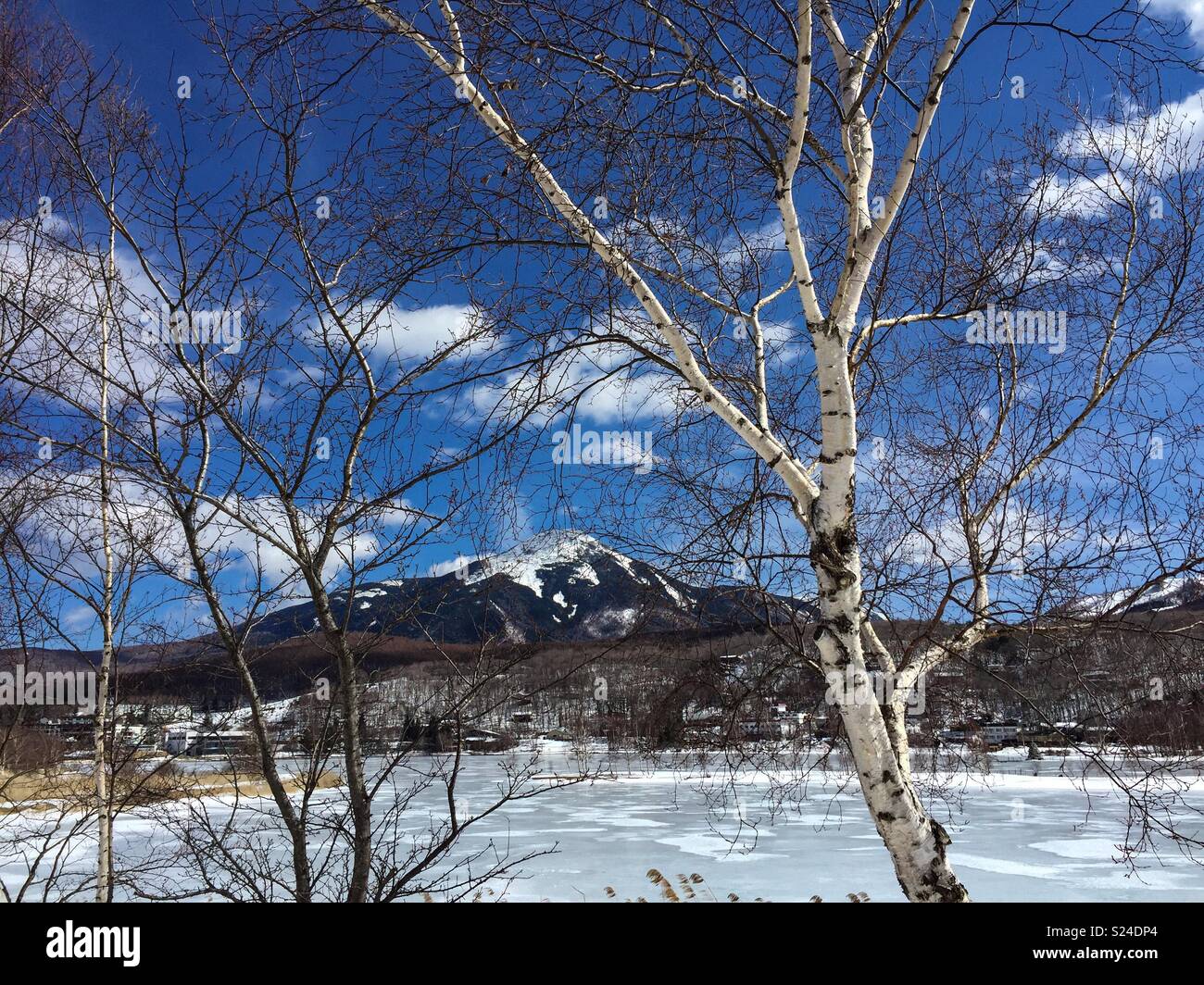 Megami (Goddess) lake in winter. Many beautiful White Birch trees are surrounding her. Tateshina, Nagano, Japan Stock Photo