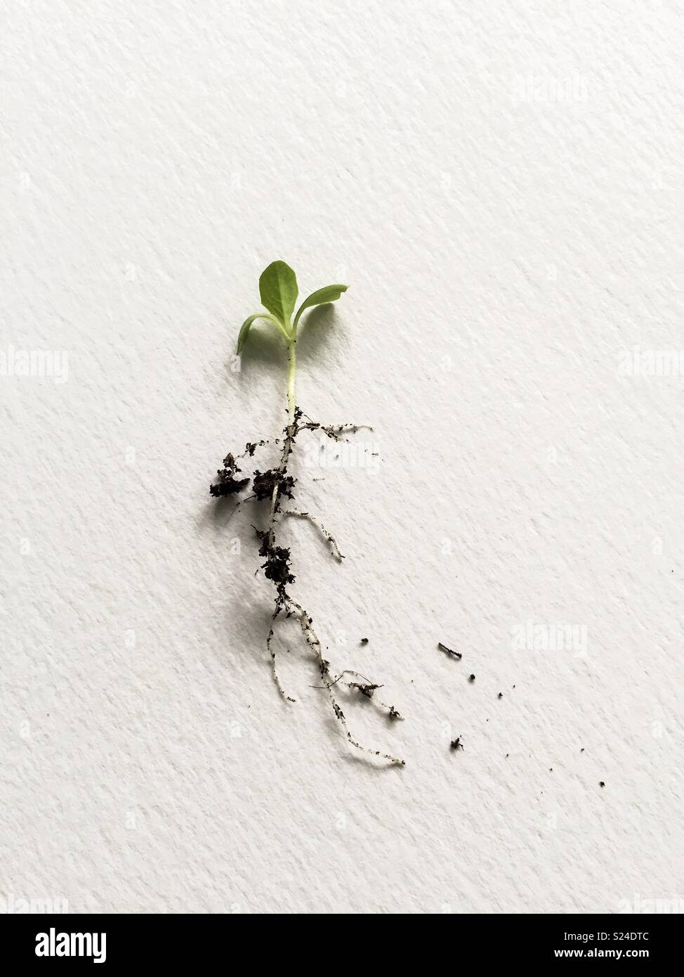Detail of lettuce shoot - Smartphone Captured Stock Image