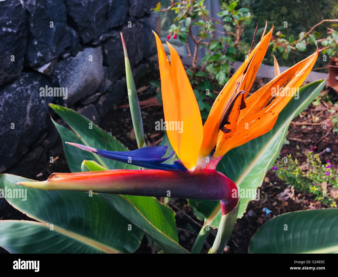 Bird of Paradise flower, Strelitzia reginae, near Funchal, Madeira