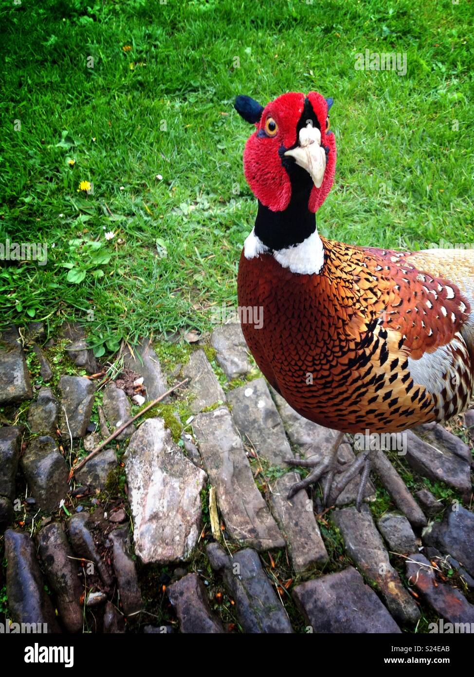 Curious pheasant - Smartphone Captured Stock Image