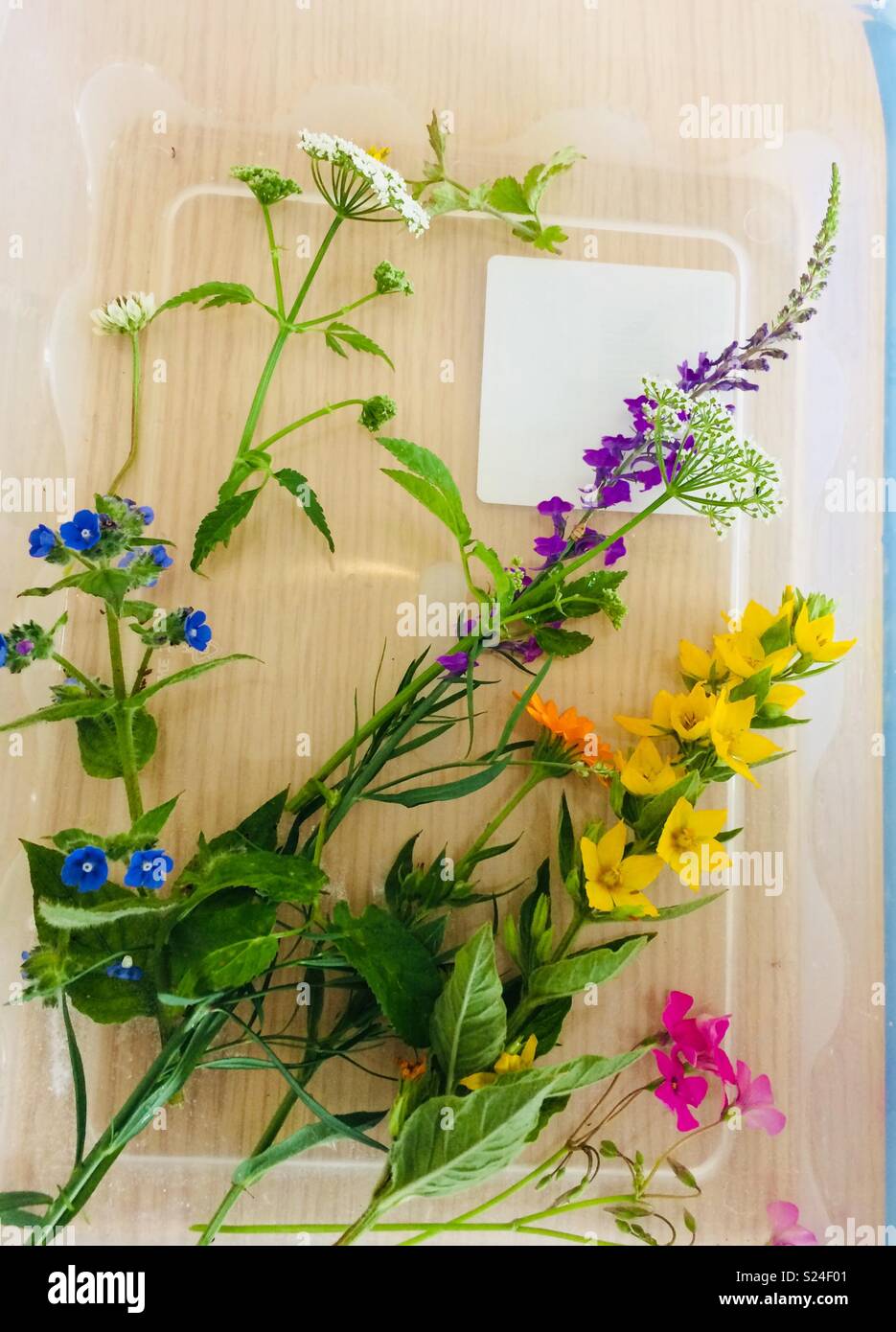 Wild garden weeds hi-res stock photography and images - Alamy
