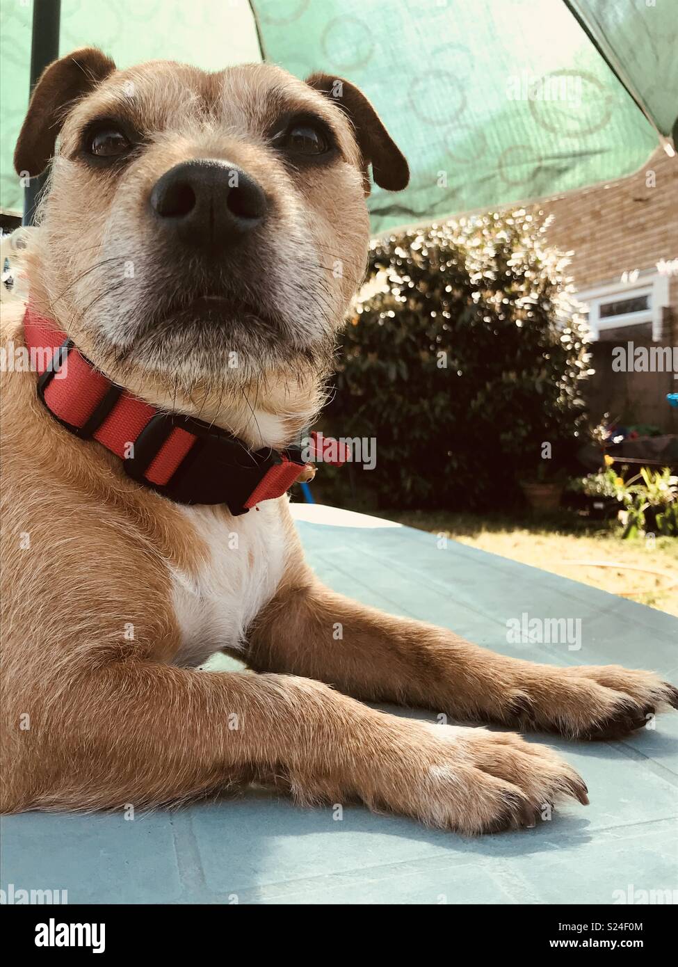 Dog in the shade Stock Photo Alamy