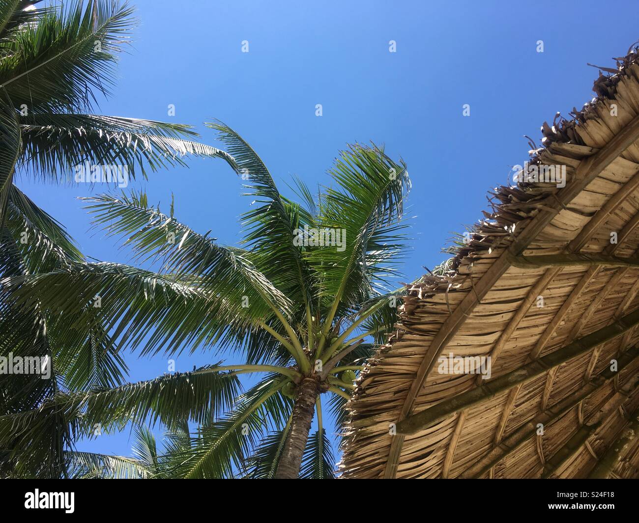 Palm Trees & Blue Skies Stock Photo