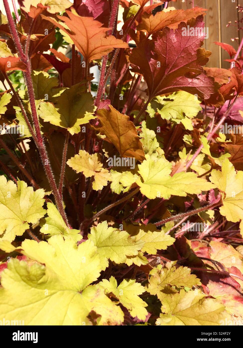 Heuchera - colourful garden plant - Smartphone Captured Stock Image