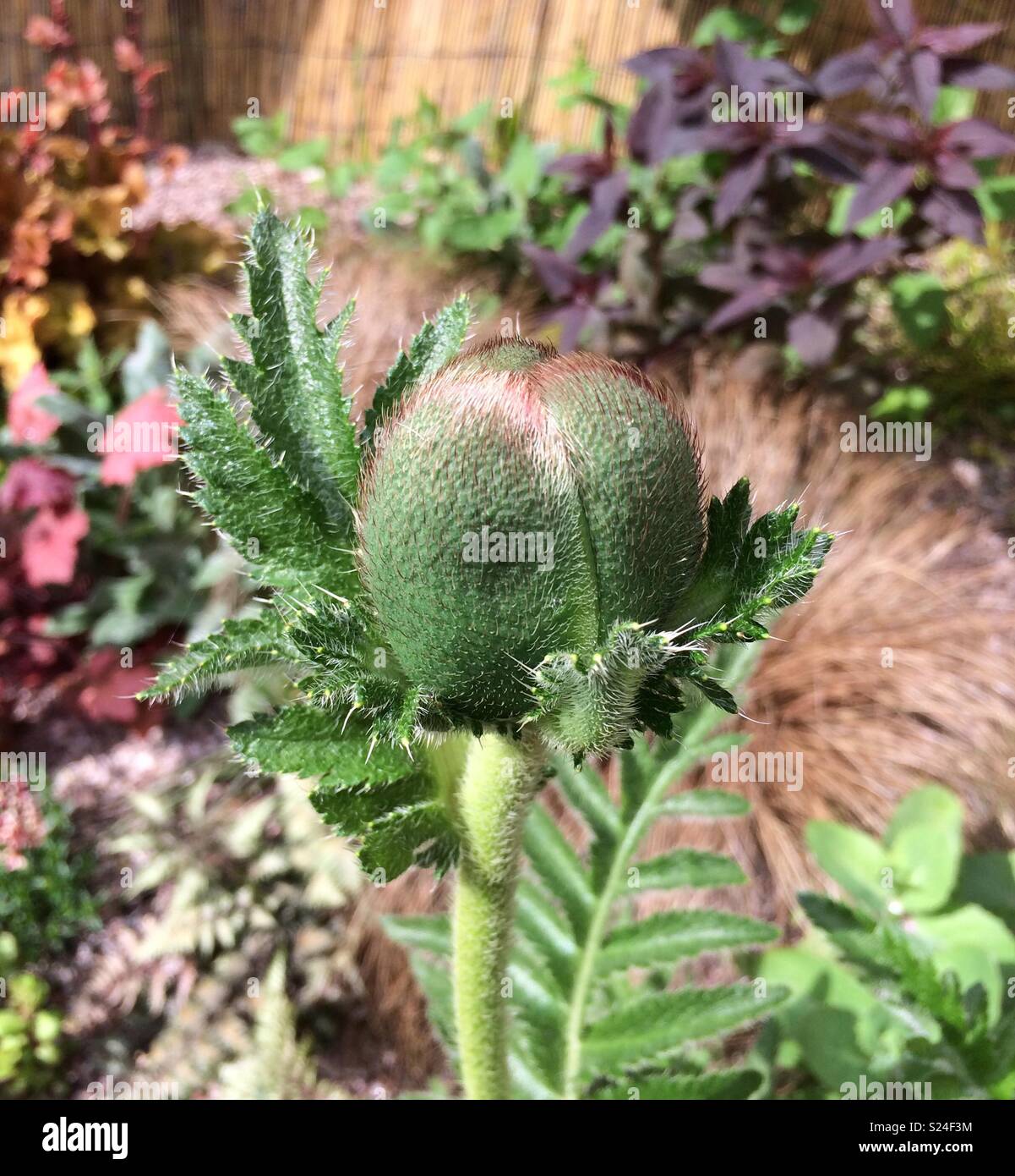 Huge poppy bud - Smartphone Captured Stock Image