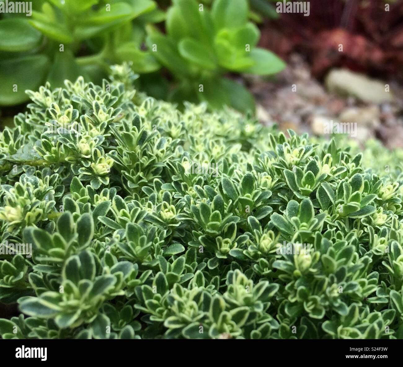 Thyme in garden - Smartphone Captured Stock Image